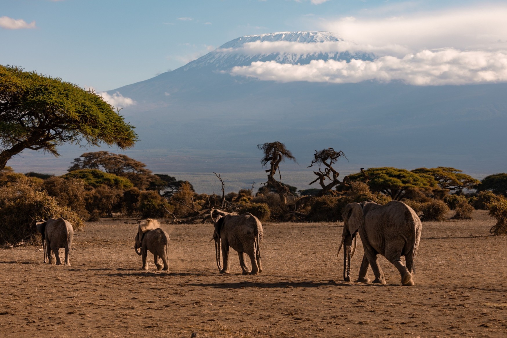 elephants in kilimanjaro Tz elephants in Kilimanjaro during a safari on Kenya and Tanzania Safari