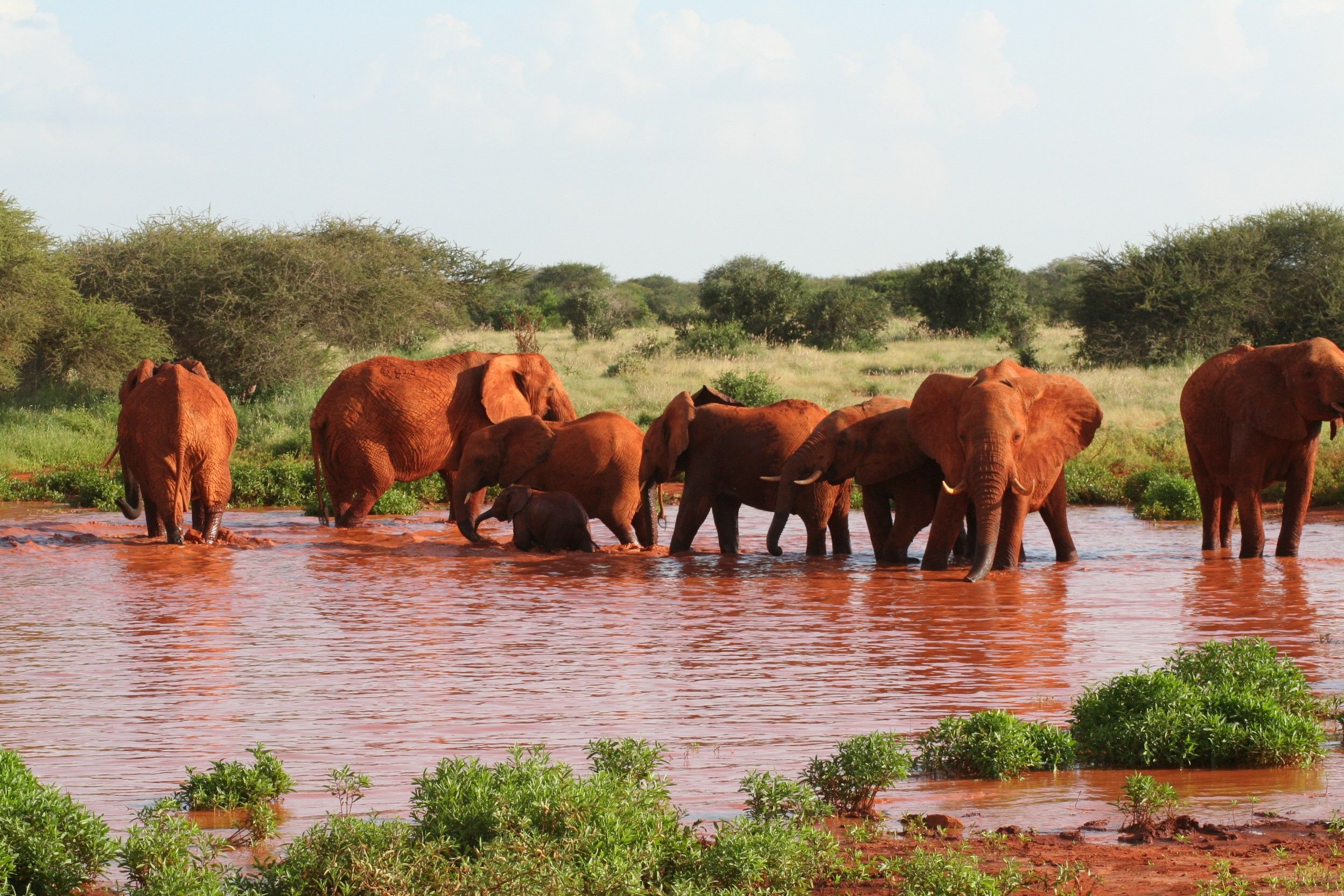 Tsavo's red elephants on an Amboseli and Tsavo safari, Kenya