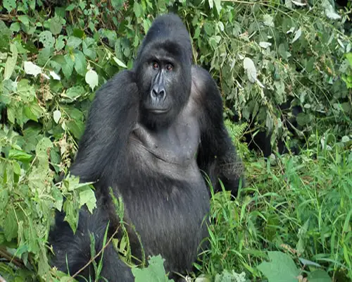 Bwindi Impenetrable Forest Gorilla Trekking