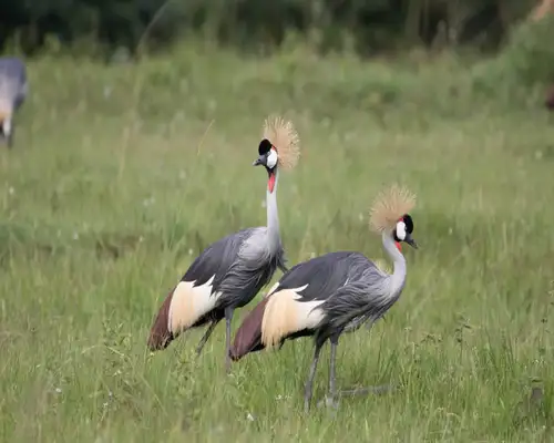 crane-birding Crane Birding