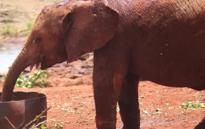 Excursion David Sheldrick Wildlife Trust