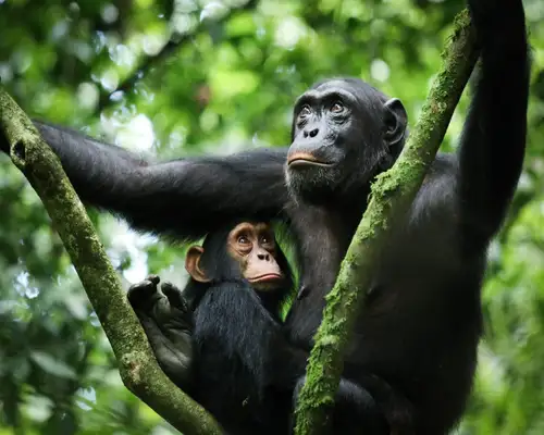 Gorilla Treck Kibale Forest Reserve