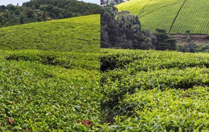 Kiabethu Tea Farm Excursion Safari Tour