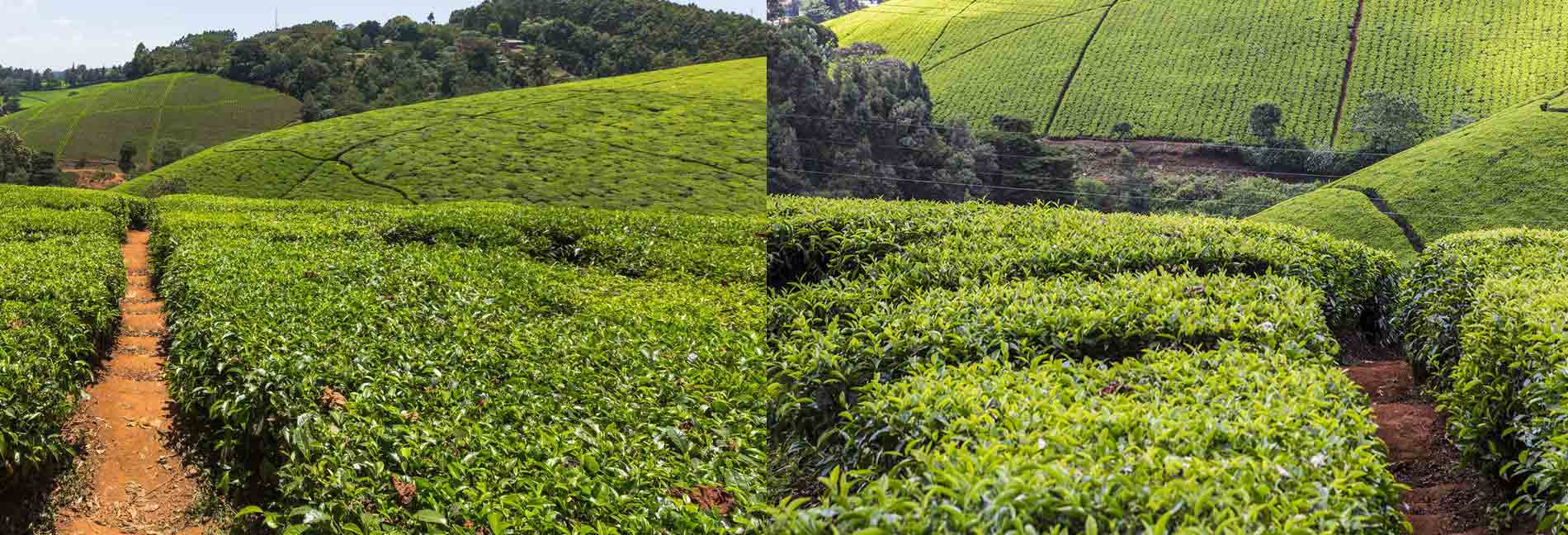 Kiabethu Tea Farm Excursion Safari Tour