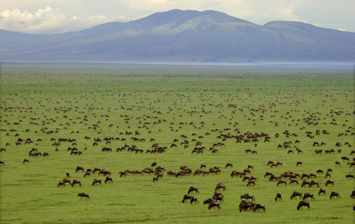 Maasai Mara Migration