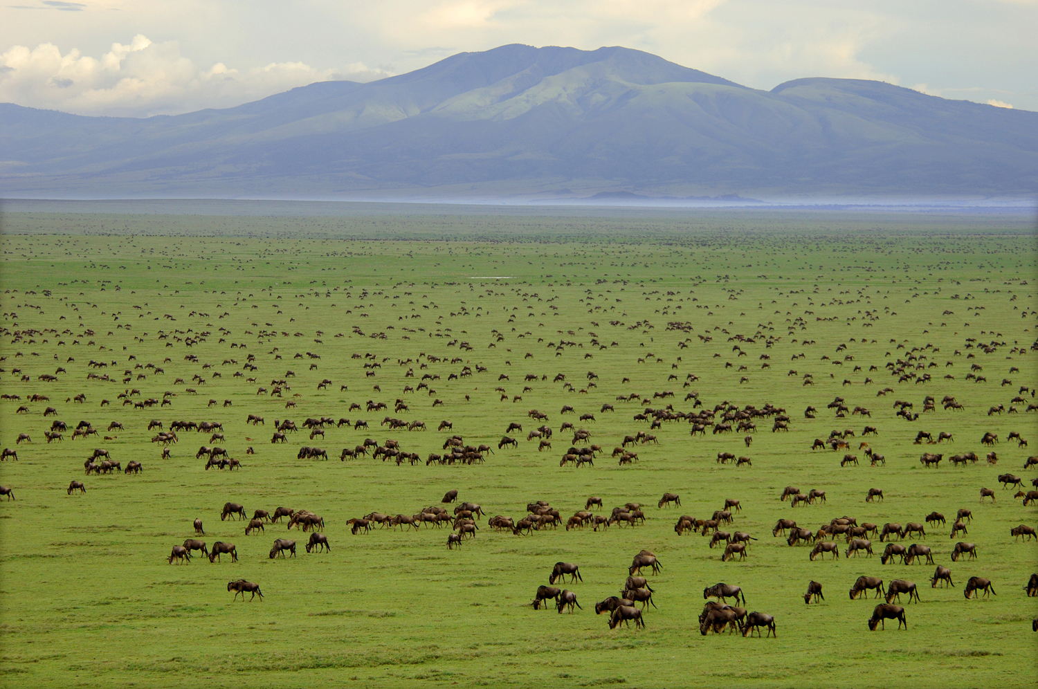 Maasai Mara Migration