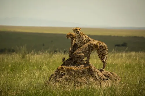 Two cheetahs standing on a rock in the Mara North Conservancy, seen on a 6-day Maasai Mara safari package from Nairobi