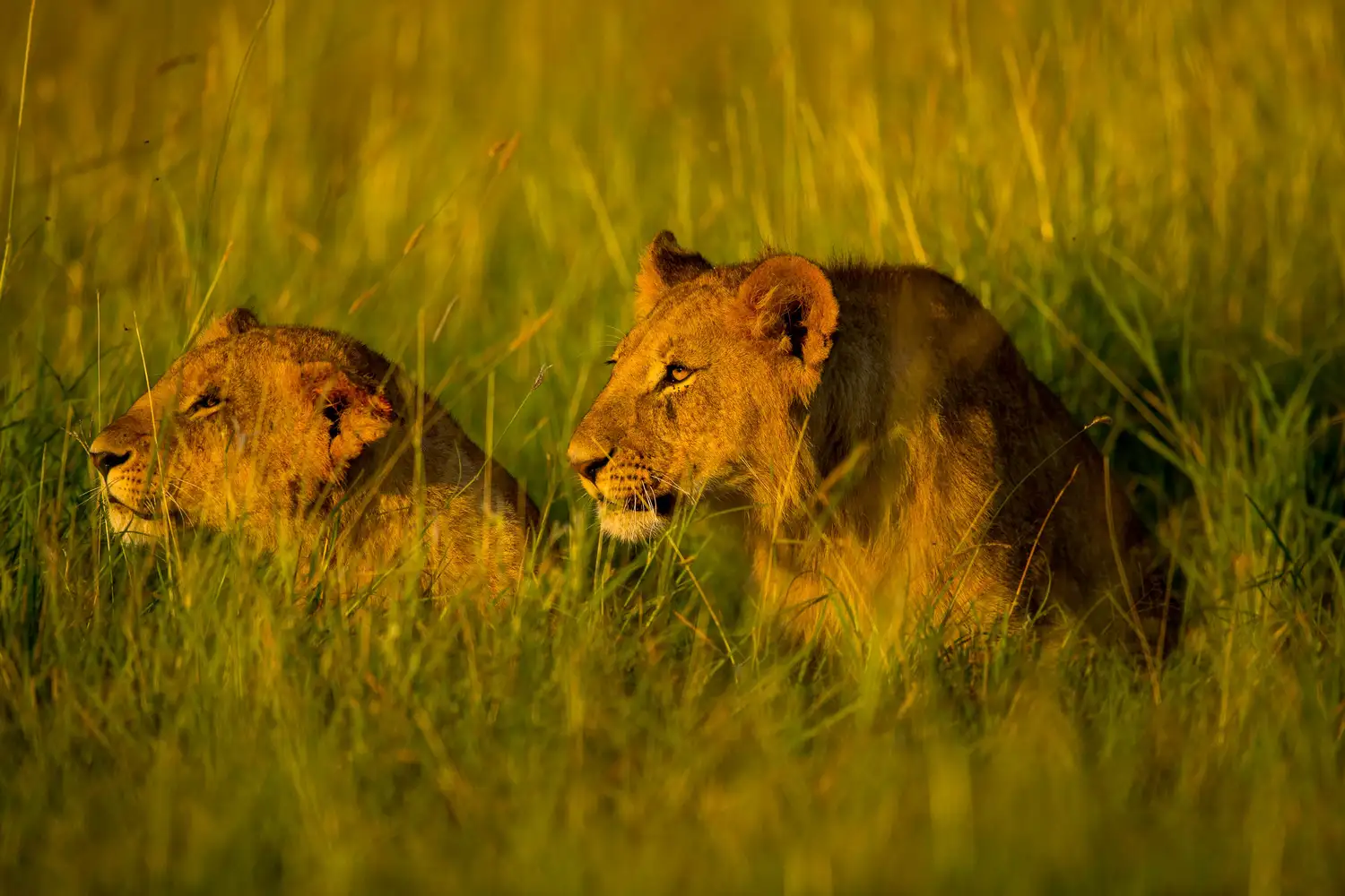Lions in the Maasai Mara during a Kenya safari experience with a Licensed Safari Tour operator
