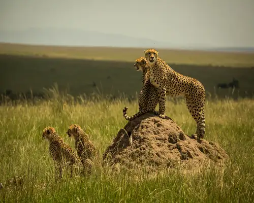 Mara North Conservancy Cheatahs