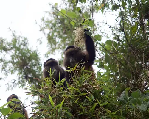 Mount Gahinga National Park Golden Monkey Trek