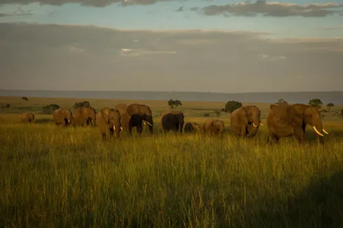 Elephants on the savannah during an 8-day Kenya Big Five safari through Samburu, Ol Pejeta and the Maasai Mara