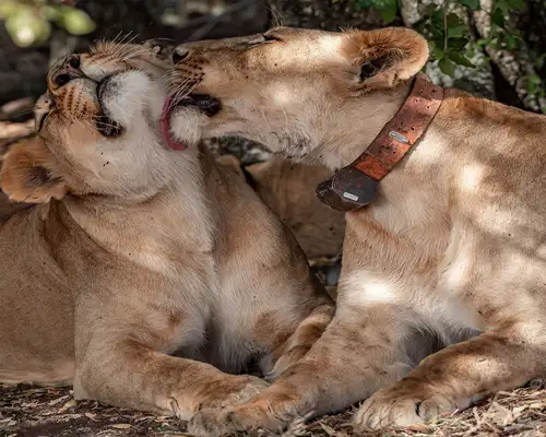 Ol Pejeta Conservancy Lions