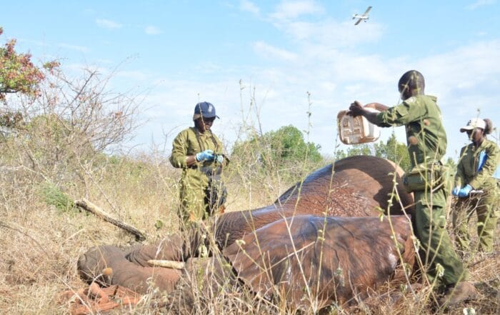 Successful Relocation of Elephants in Mwea National Reserve