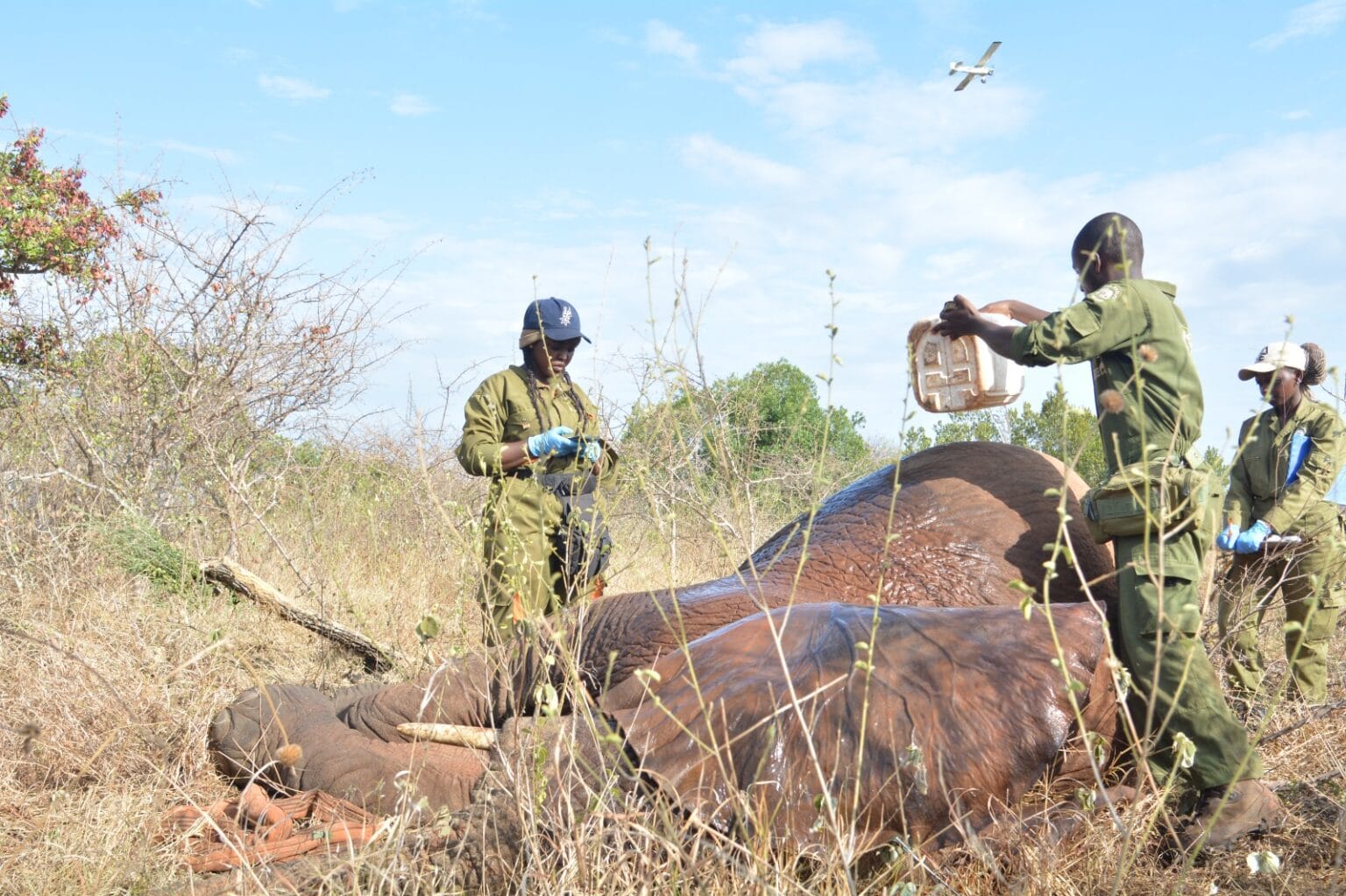 Successful Relocation of Elephants in Mwea National Reserve