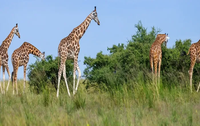 Tanzania Classic Safari Tour