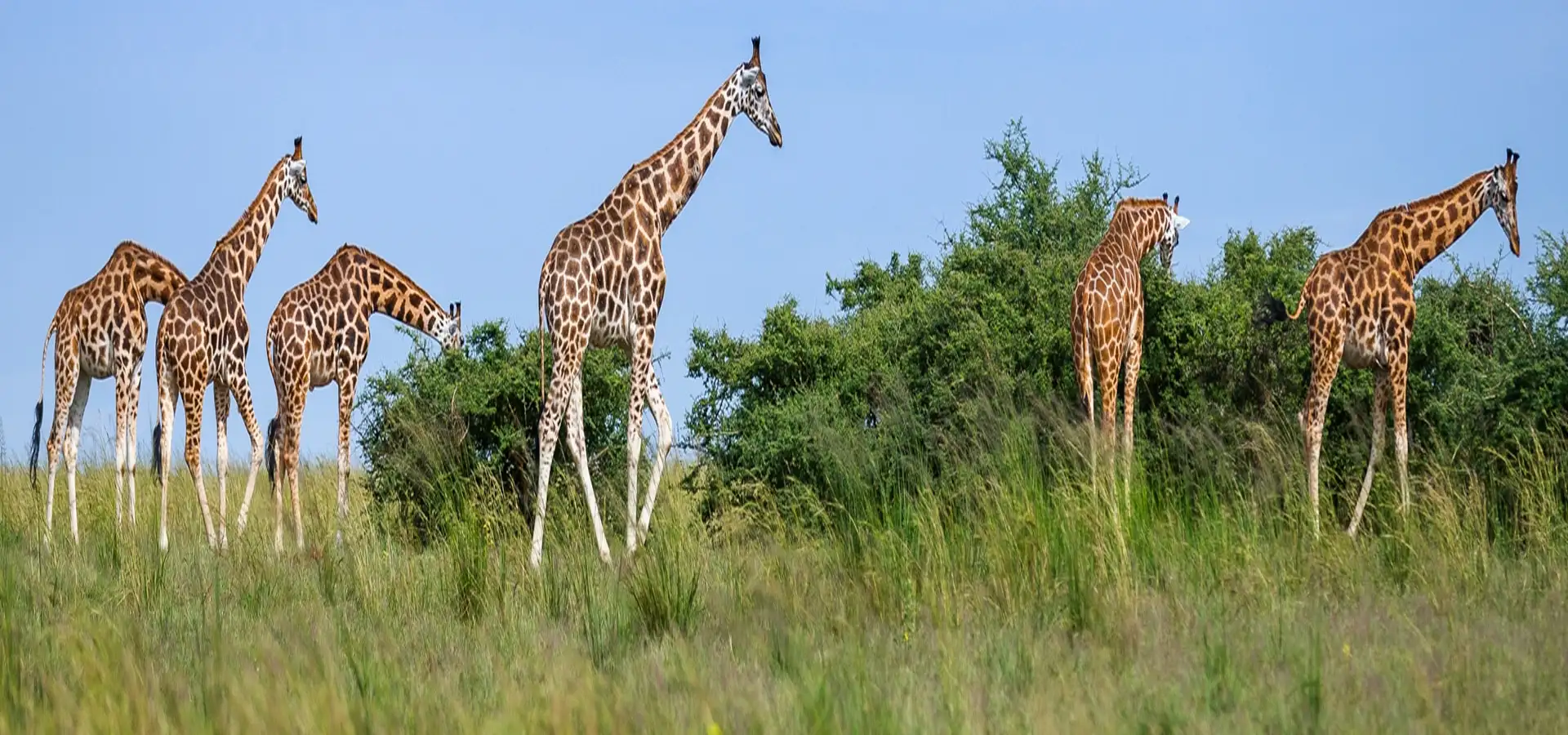 Tanzania Classic Safari Tour