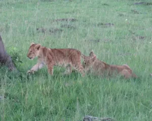 The East Africa Wildlife Safari