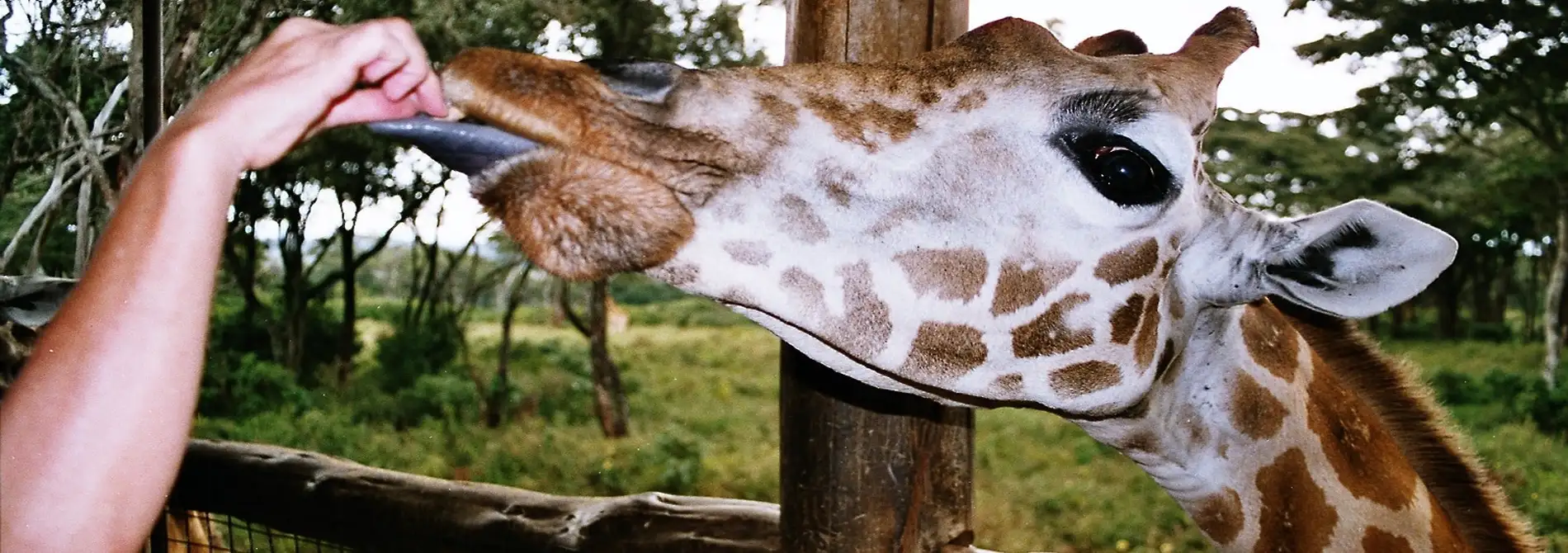 The Giraffe Center Excursion Safari Tour