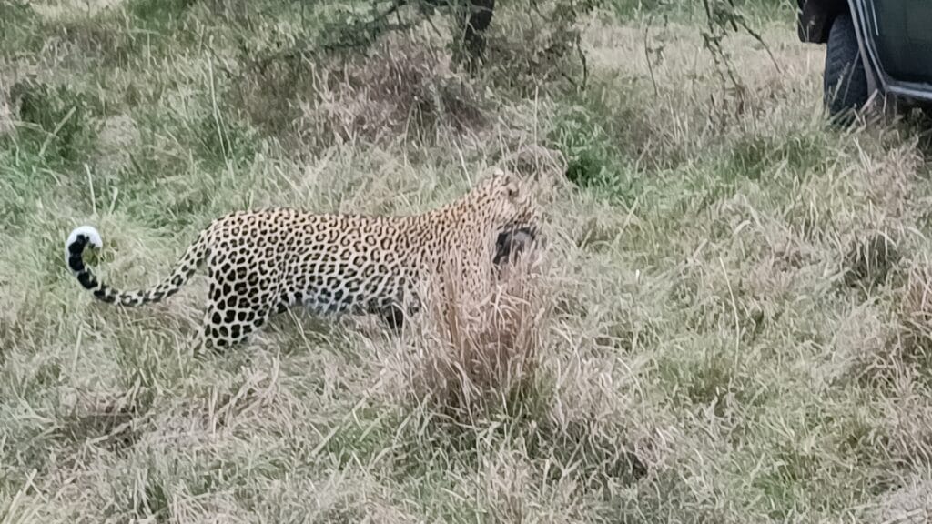 The Secret Ambush Spot: A Leopard’s Haven in the Mara