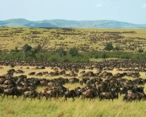 Wildebeests Migration