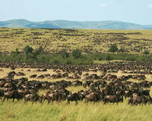 Wildebeests Migration