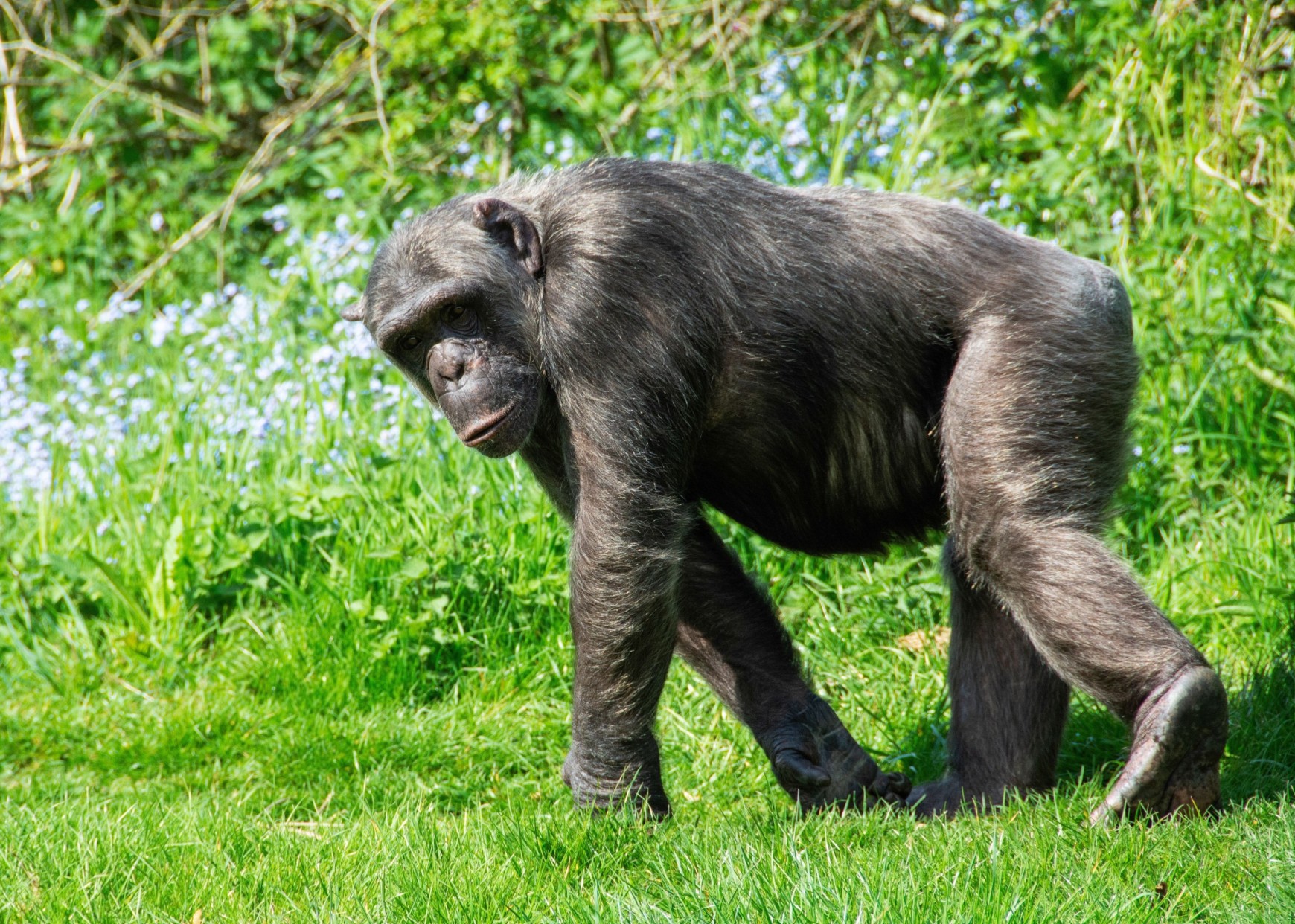 Chimpanzee in Nyungwe Forest on a Rwanda gorilla and chimpanzee safari