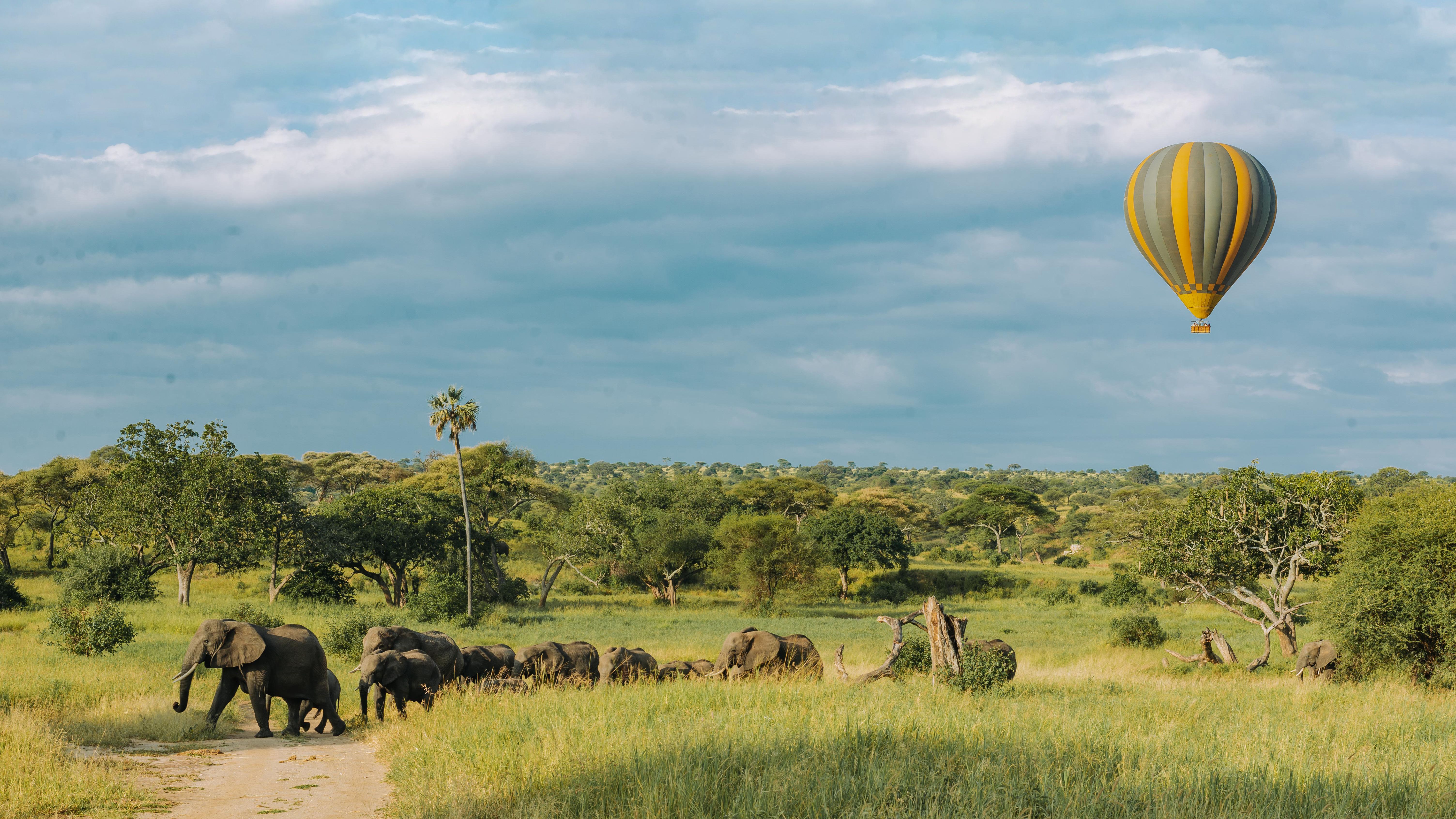 Hot air balloon over elephants in Tarangire National Park, Tanzania