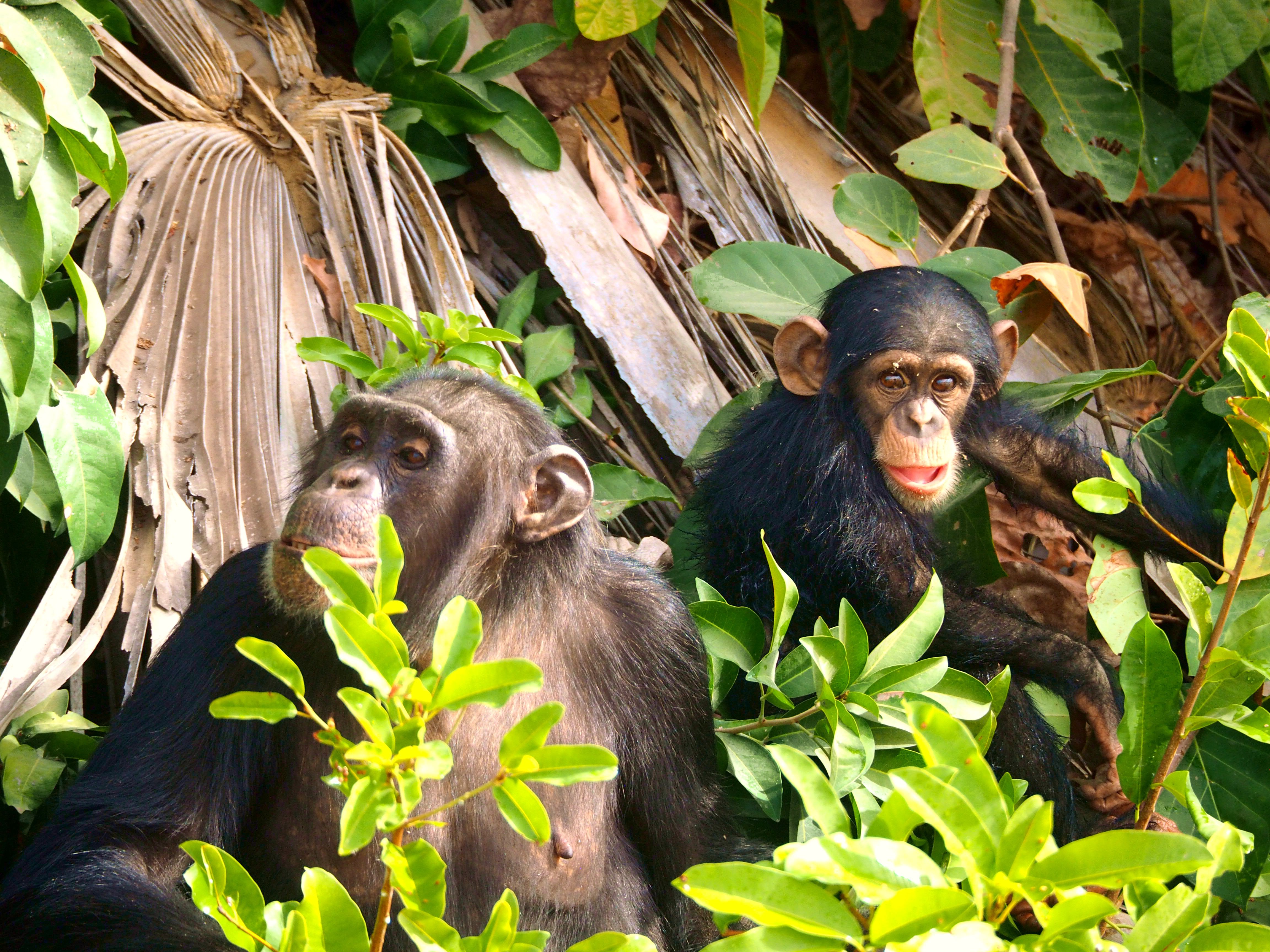 Chimpanzee climbing a tree in Kibale Forest during a Uganda gorilla and chimpanzee safari