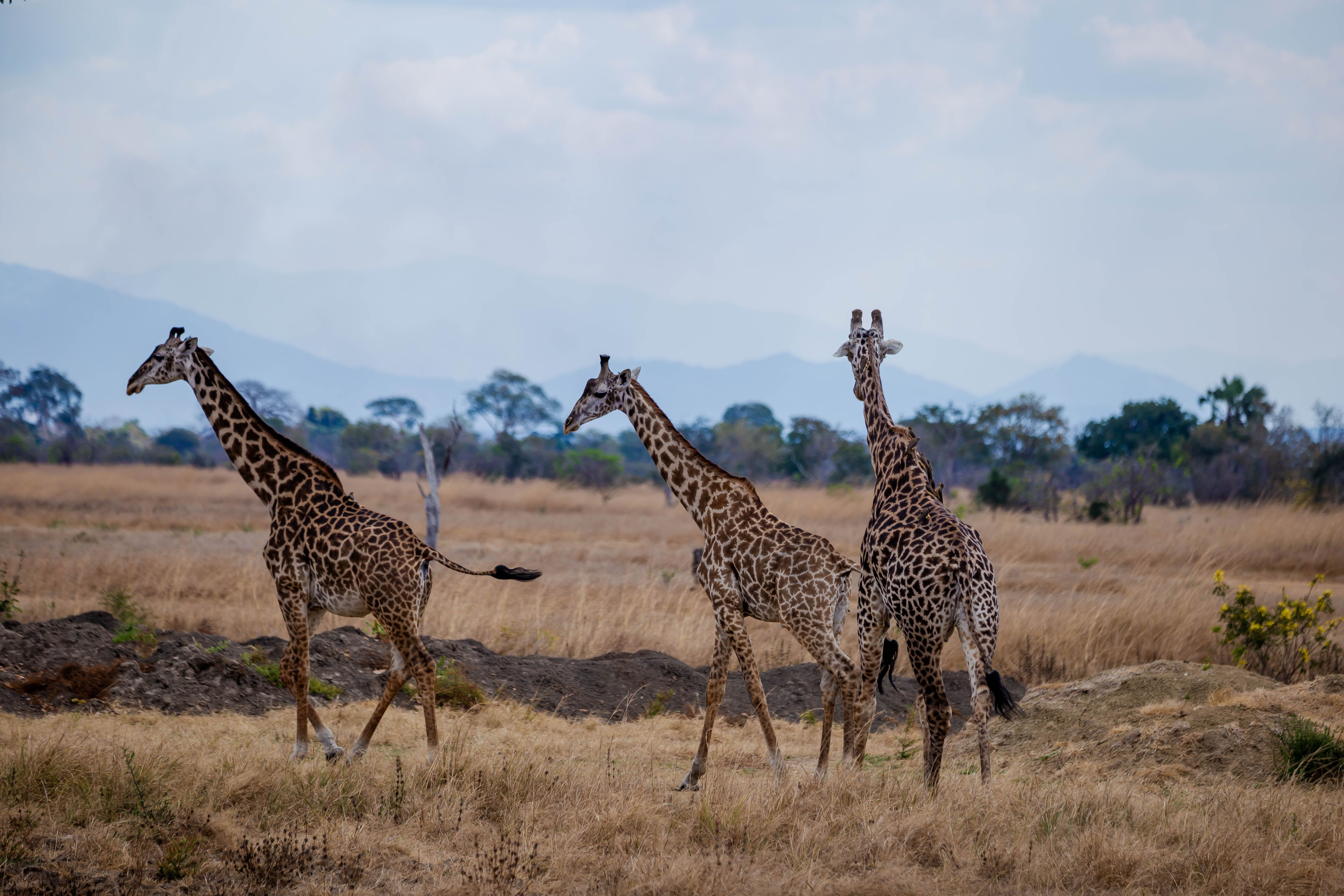 girraffe 234 Maasai giraffes on the plains of the Masai Mara during a Kenya adventure safari