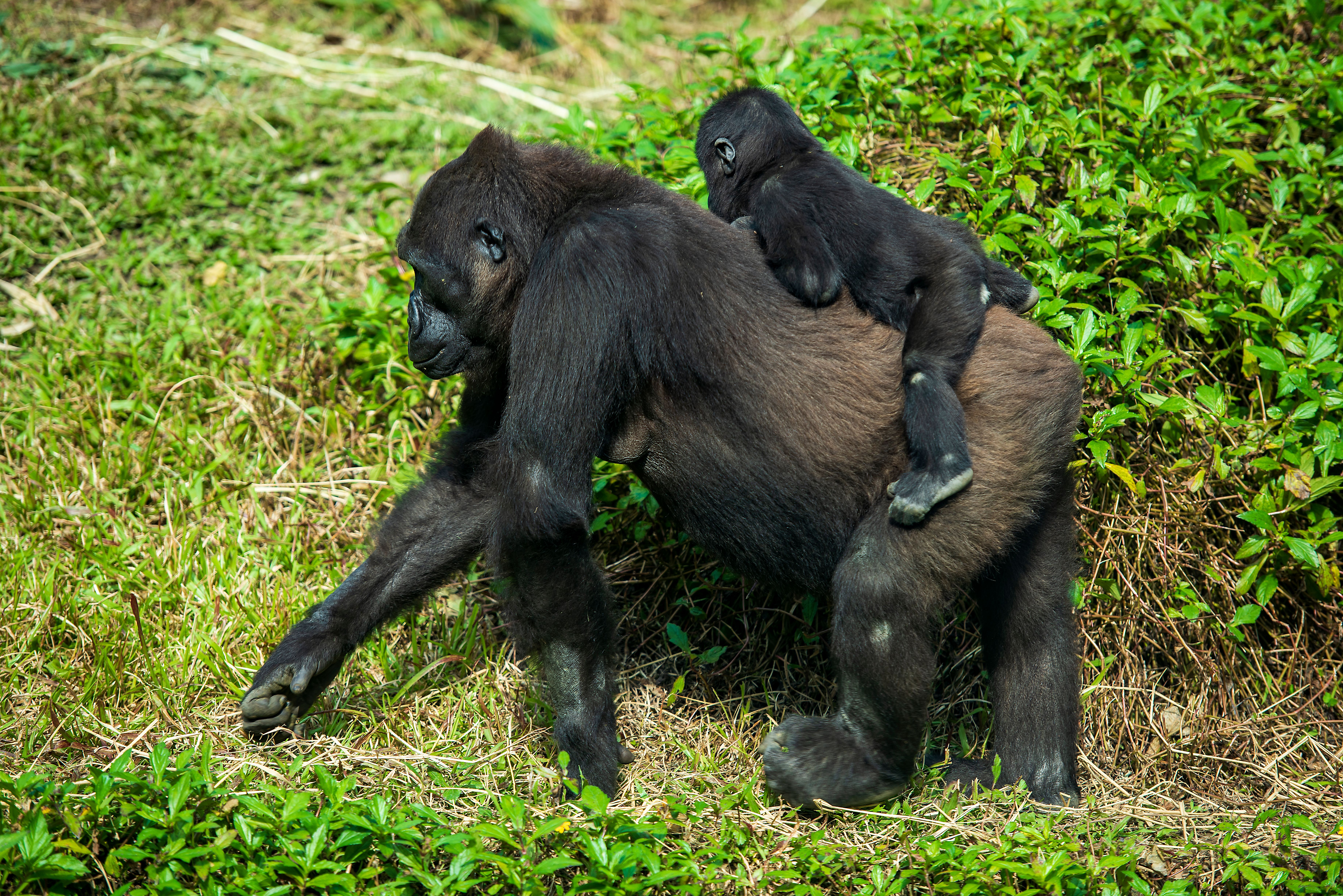 Gorilla in the forest on a Uganda primate safari