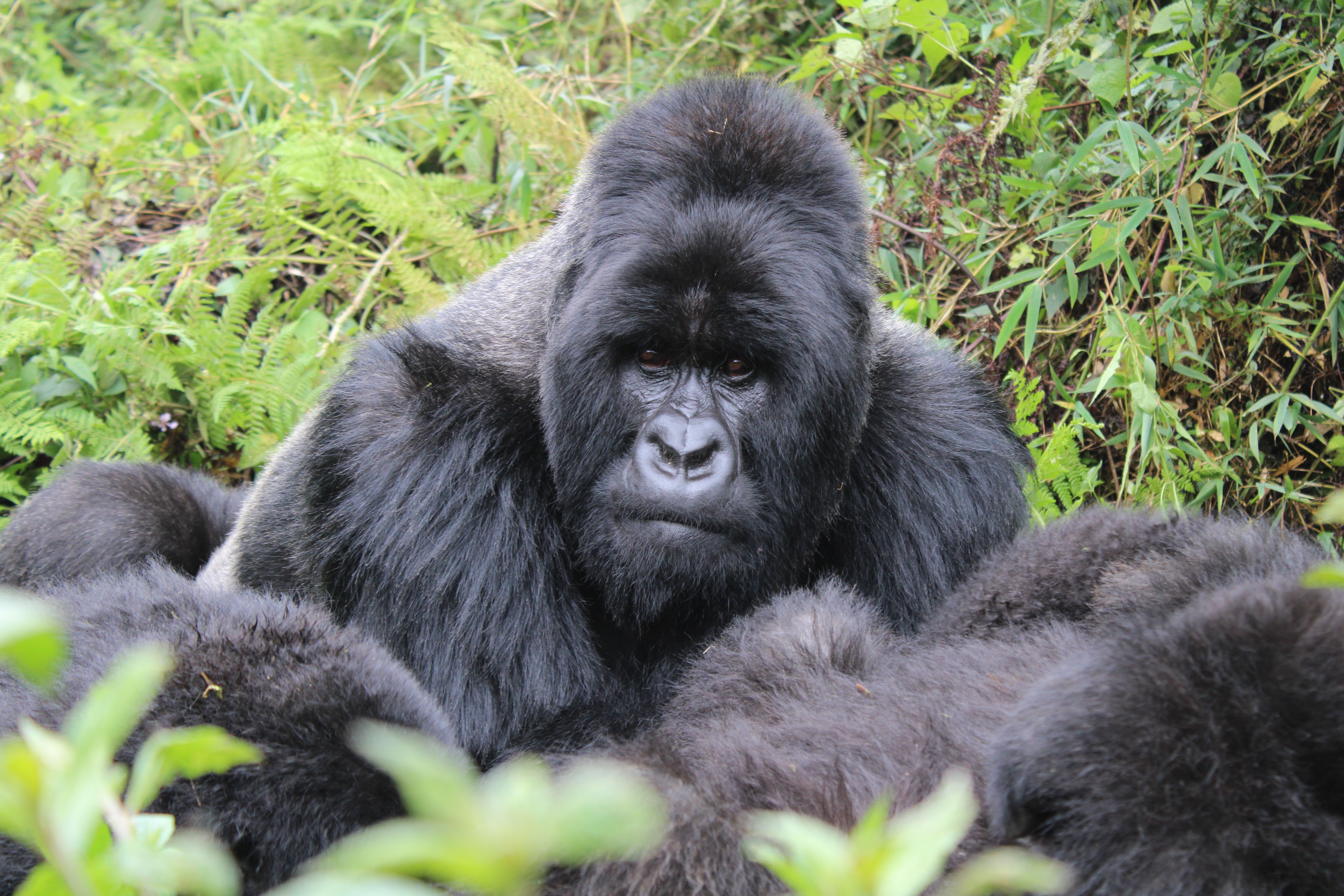 Watch a gorilla in the forest on a Tanzania and Rwanda safari
