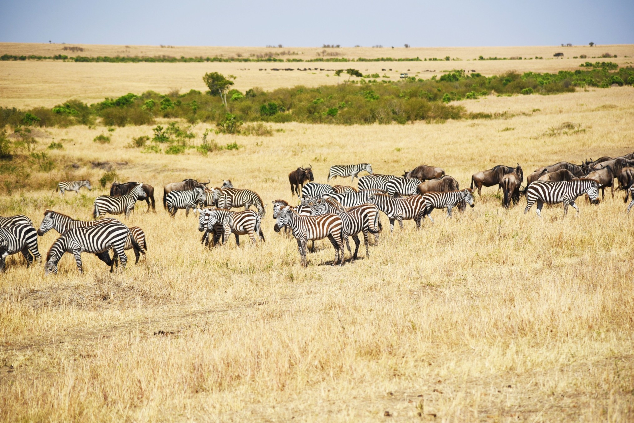 Zebras and wildebeest in the Ngorongoro Crater on a Maasai Mara and Serengeti safari