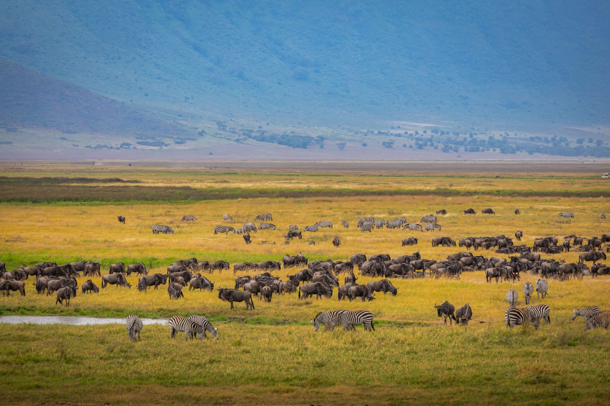 12-Day Kenya and Tanzania Safari: Classic Mara to Ngorongoro Route